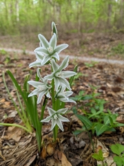 Ornithogalum nutans