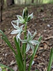 Ornithogalum nutans