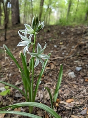 Ornithogalum nutans