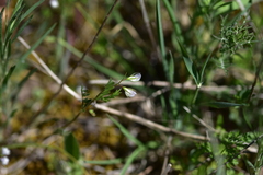 Vicia lentoides
