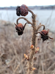 Rosa rugosa