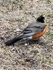 Turdus migratorius