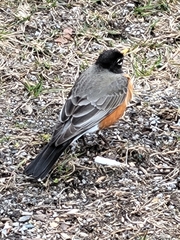 Turdus migratorius