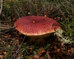 Butyriboletus loyo