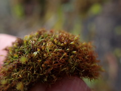 Amphidium lapponicum