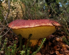 Butyriboletus loyo