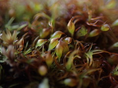 Amphidium lapponicum