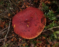 Butyriboletus loyo