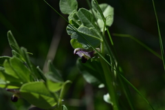 Vicia johannis