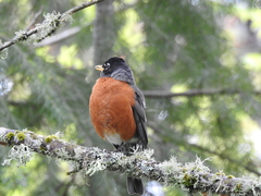 Turdus migratorius