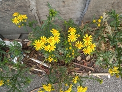 Senecio squalidus