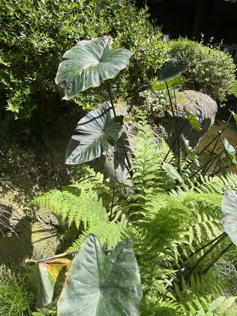 Colocasia fontanesii from poplar creek golf course san mateo ca us