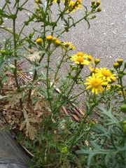 Senecio squalidus