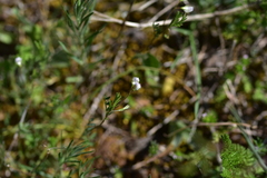 Vicia lentoides