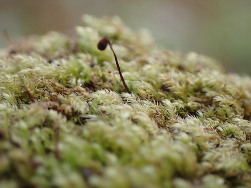 Image of Claopodium whippleanum by no rights reserved