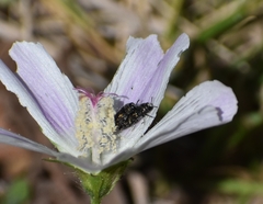 Acmaeodera neglecta neoneglecta