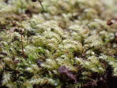 Claopodium whippleanum
