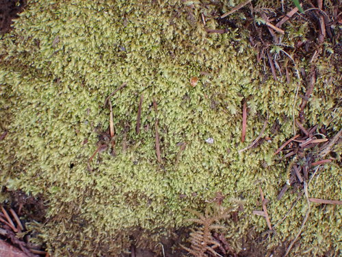 Image of Claopodium whippleanum by no rights reserved