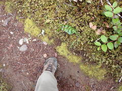 Claopodium whippleanum