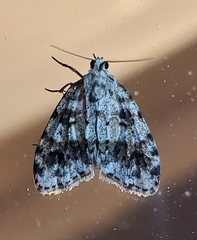 Clemensia ochreata