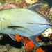 Black Trevally - Photo (c) kdrinnen, some rights reserved (CC BY-NC)