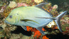 Black Trevally - Photo (c) kdrinnen, some rights reserved (CC BY-NC)