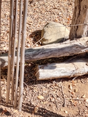 Liolaemus septentrionalis