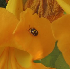 Charidotis gemellata