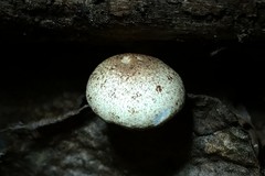 Leucoagaricus dacrytus