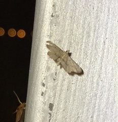 Lathrotelinae
