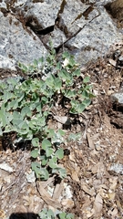 Calystegia malacophylla malacophylla