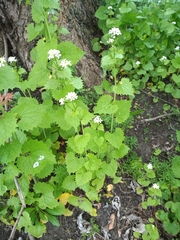 Alliaria petiolata