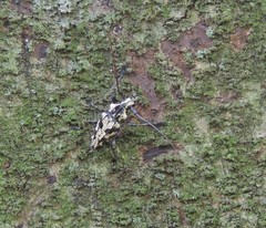 Steirastoma marmoratum