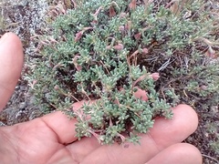Eriogonum thymoides