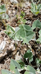 Calystegia malacophylla malacophylla