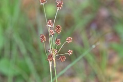 Luzula bulbosa