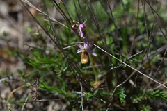 Ophrys bertolonii flavicans