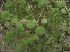 Coprosma rotundifolia