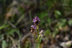 Ophrys bertolonii flavicans