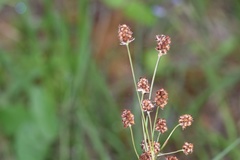 Luzula bulbosa