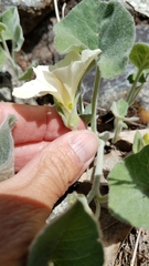 Calystegia malacophylla malacophylla