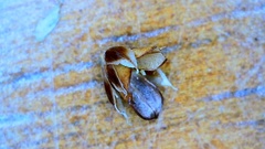 Luzula bulbosa
