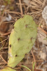 Opuntia ochrocentra