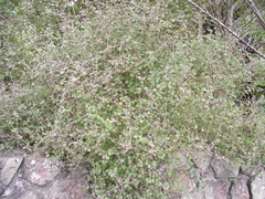 Coprosma rotundifolia