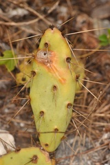 Opuntia ochrocentra