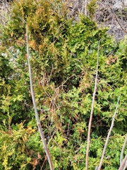 Thuja occidentalis