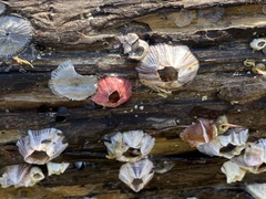 Amphibalanus reticulatus