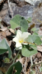 Calystegia malacophylla malacophylla
