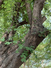 Haematoxylum