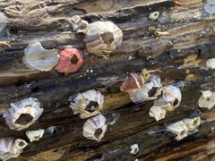 Amphibalanus reticulatus